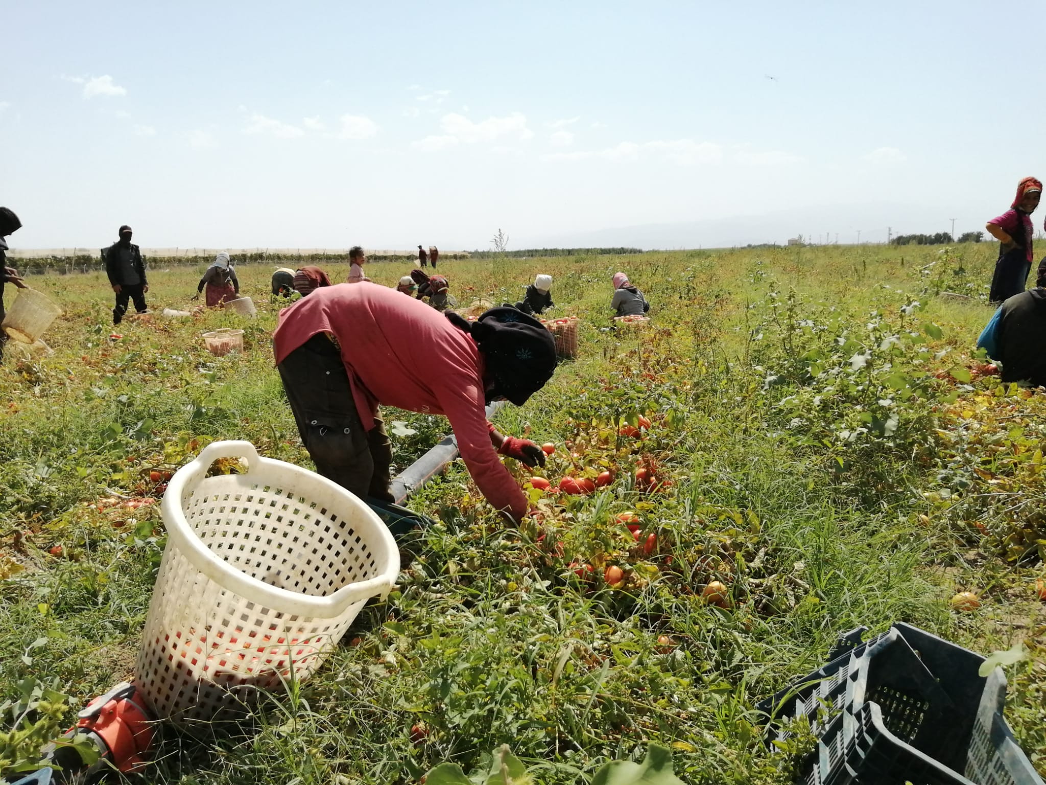 Yeşilhisar’da üretilip kurutulan domatesler 4 ülkeye ihraç ediliyor