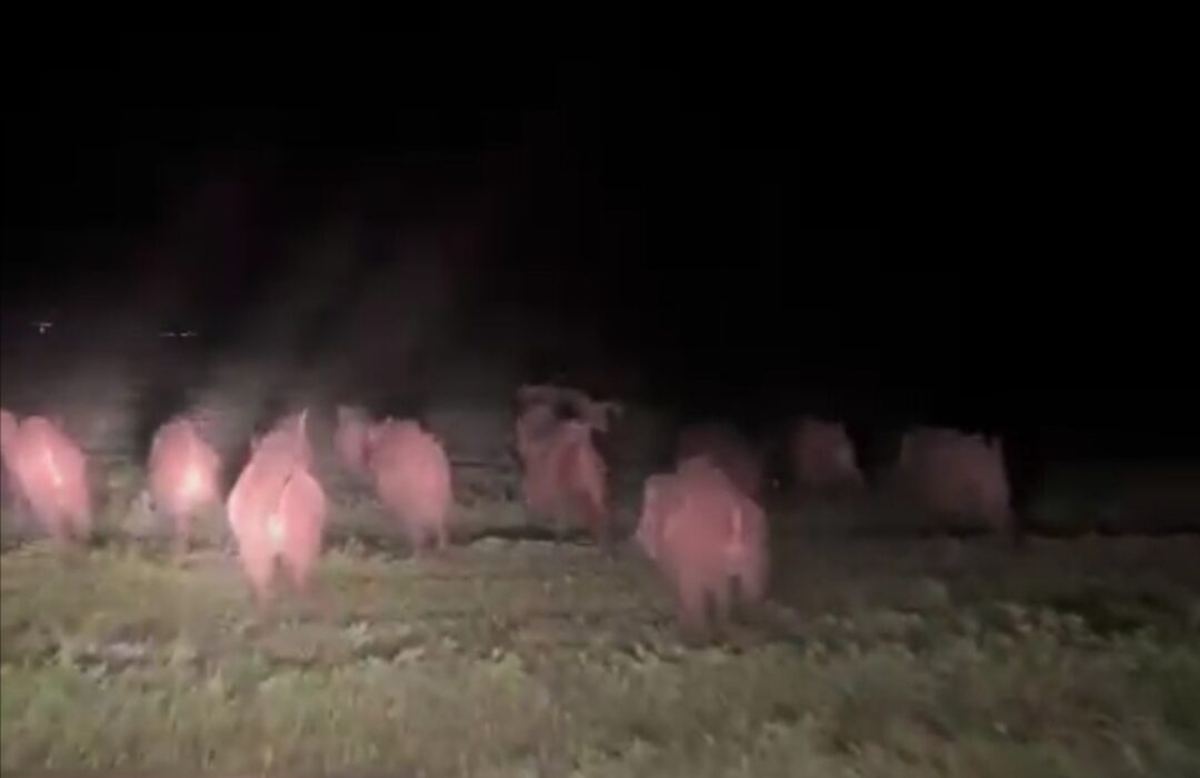 Aç kalan domuz sürüsü yerleşim alanına indi: Çiftçiler tedirgin