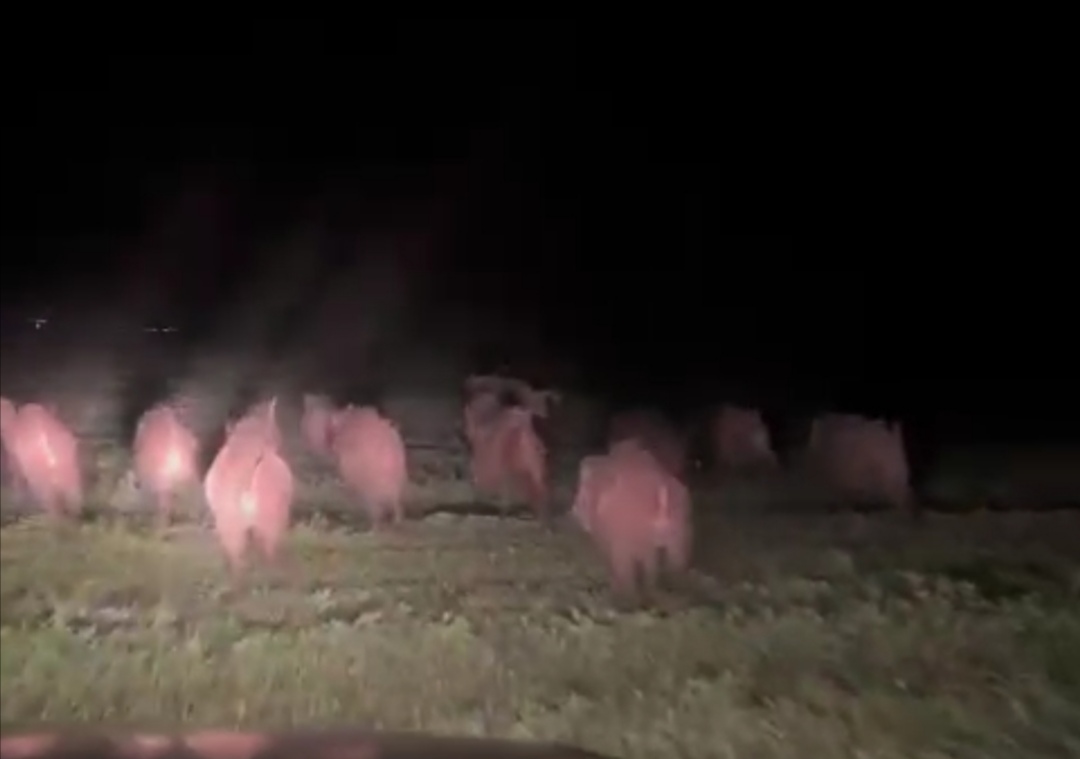Aç kalan domuz sürüsü yerleşim alanına indi: Çiftçiler tedirgin