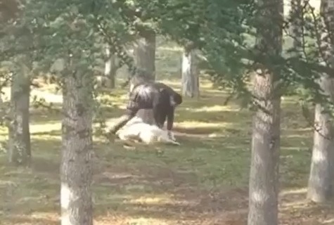 Parkta ‘köpeğe şiddet’ olayı şüphelisinin ifadesi ortaya çıktı